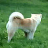 Quick Brown Fox Jumps Over Lazy Dog: In the LINK of an Eye!
