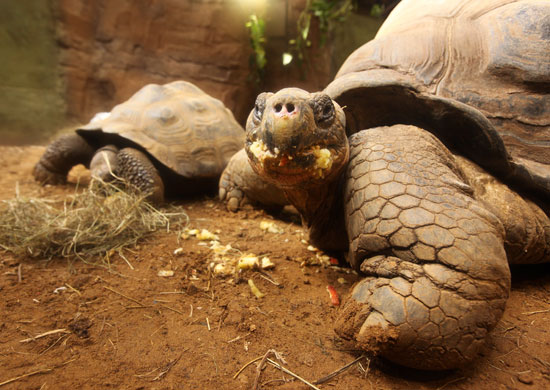 Galapagos Tortoises Are Messy Eaters! Galapagos Tortoises Are Messy Eaters!