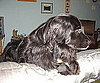 Pet Pic of the Day: Guffy Rules the Roost From the Couch