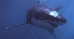 What Do You Know About Great White Sharks?