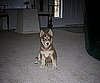 Pet Pic of the Day: Mishka Nikita Azure Has Eyes of Blue