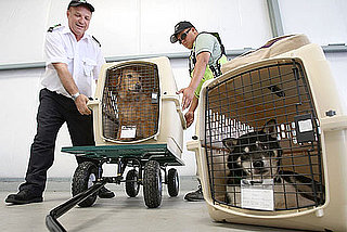How Have Your Furry Friends Flown the Friendly Skies?