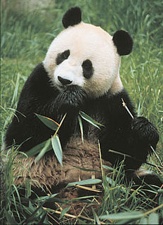 Bai Yun Gives Birth to Fifth Giant Panda: In the LINK of an Eye!
