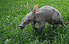 Baby Aardvark