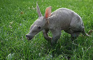 Is This Creature Cute or Creepy?