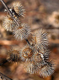 Dog Days of Summer: How to Remove Burrs Dog Days of Summer: How to Remove Burrs