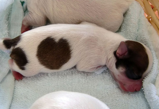 Little Precious