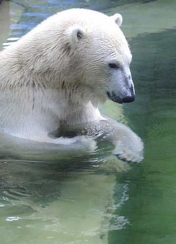 Love Is In the Air! Knut Gets a Mate Love Is In the Air! Knut Gets a Mate