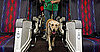 Pay As You Go: Check Out My Handy Chart of Airlines' Pet Fees
