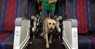 Pay As You Go: Check Out My Handy Chart of Airlines' Pet Fees
