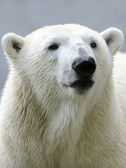 Love Is in the Air! Knut the Cute Gets a Mate