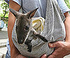 Baby Wallaby Gets a Foster Mom With Makeshift Pouch!