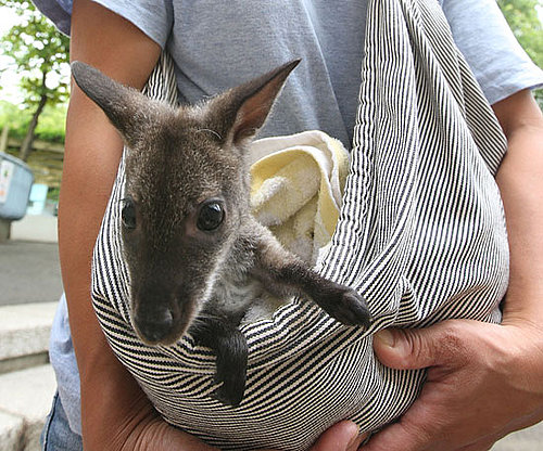 Baby Wallaby Gets a Foster Mom With Makeshift Pouch!
