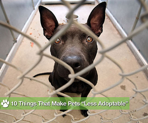 10 Reasons Why Some Animals Aren't Adopted for Adopt a Less Adoptable Pet Day, list