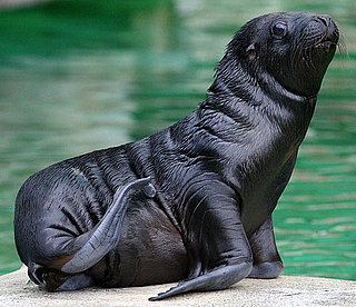 Creature Features: Patagonian Sea Lions 