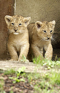 London Zoo Welcomes First Lion Cubs in 10 Years!