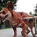 Special Needs Animals Have Special Needs