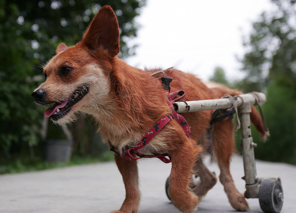 Special Needs Animals Have Special Needs Special Needs Animals Have Special Needs