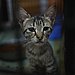 FIV+ and FeLV+