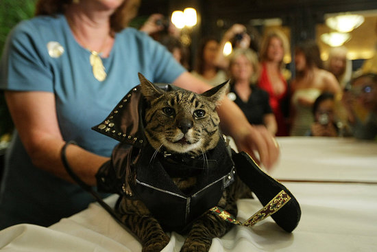 Rocker Cat Rocker Cat