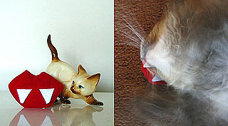 Twihard Cats Need Vampire Fangs