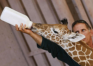 Awww, a Baby Giraffe Hits the Bottle 