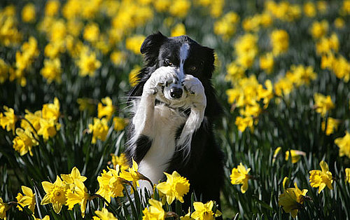 What's Your Take: "Human" Names For Pets?