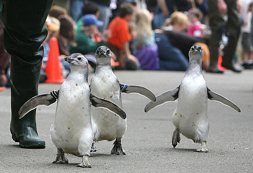 March of the Magellanic Penguins at the San Francisco Zoo!