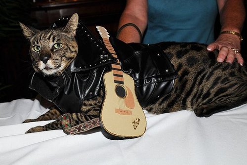Play that Funky Music, Kitty Play that Funky Music, Kitty