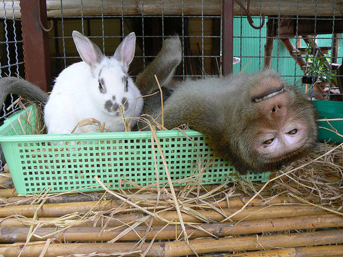 Boonlua Meets Snowy Boonlua Meets Snowy