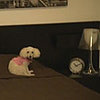 Triumph Hurls Humorous Insults All Over D Pet Hotels