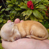 Pictures of Puppies and Dogs Pictures of Puppies and Dogs