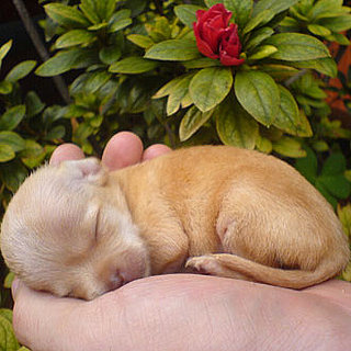 Guess What Breed Super Quiz: Puppy Edition!