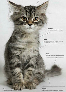 Get a Certified Preowned Cat: In the LINK of an Eye!