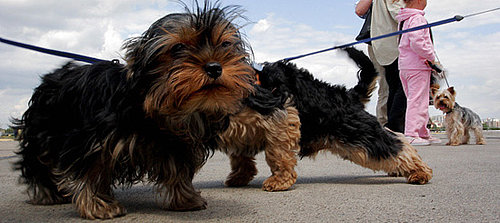 What Do You Know About Canine Hepatitis?