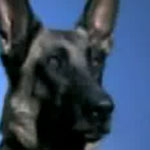 Time Warp Video: Dog Drinking . . . Demystified Time Warp Video: Dog Drinking . . . Demystified