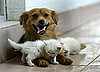 The Scoop: Mama Mutt Nurses Three Orphaned Kittens!