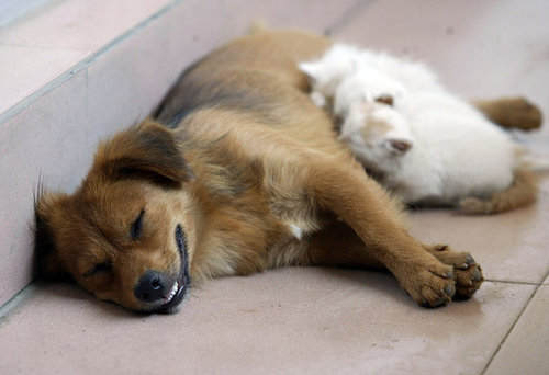 Good night Good night