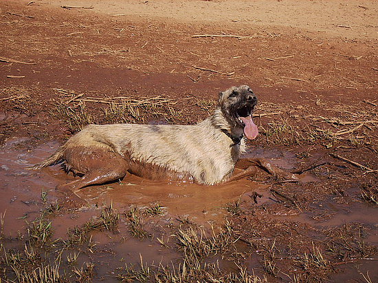 New Meaning of Mud Bath