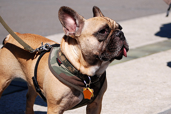 Little Dog's Little Tongue