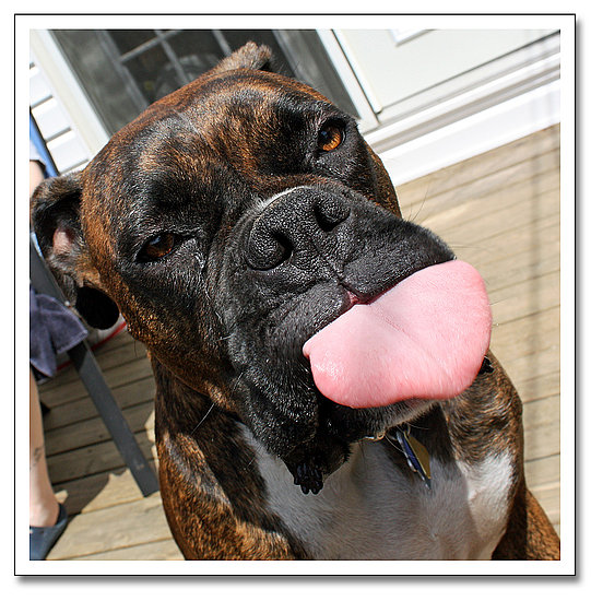 This Boxer Is a Tease