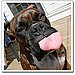 This Boxer Is a Tease