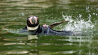 Cute Alert: Ralph the Penguin Needs a Wetsuit