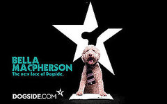 Canine Supermodel Bella MacPherson Is "The Dog's Body" Canine Supermodel Bella MacPherson Is "The Dog's Body"