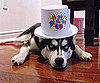 Pet Pic of the Day: Happiest Belated Birthday, Makavely!