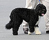 The Scoop: Guest of Honor Bo Gets His Very Own Parade!