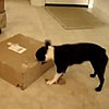 Do Tell: Do Your Pets Open Boxes?