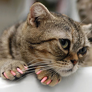 Cat Manicures