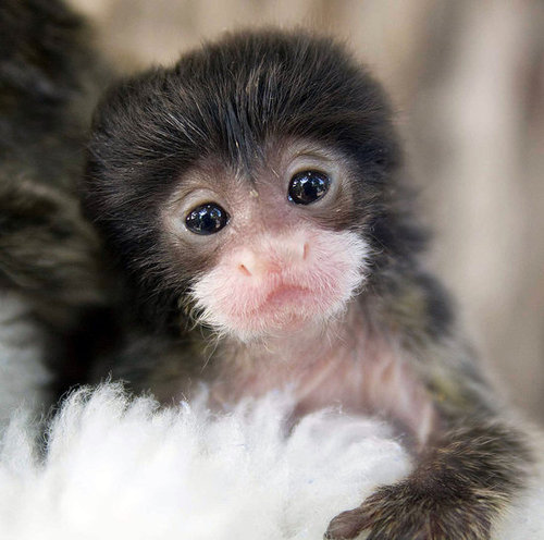 Hello, Little One Hello, Little One