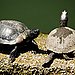 July 2008: Mmmm, Turtle